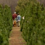 a family walking through a Christmas tree farm