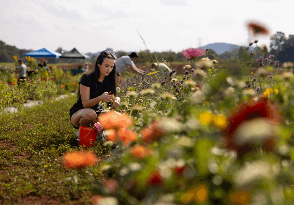 a girl cutting flowers at a flower farm