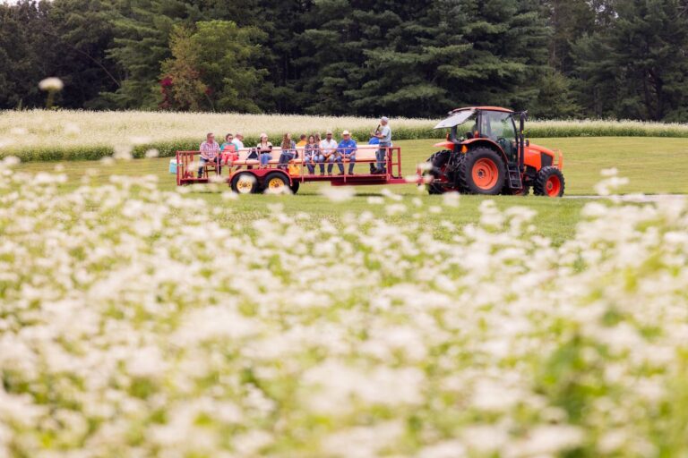 a field of flowers with a group of people on a trailer pulled by a tractor in the background
