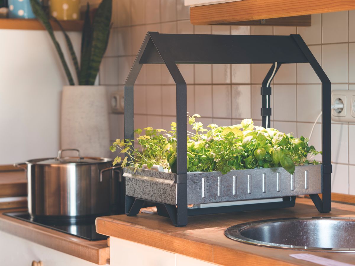 small indoor garden on a kitchen counter by a sink