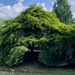 Weeping hornbeam tree