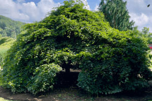 Weeping hornbeam tree