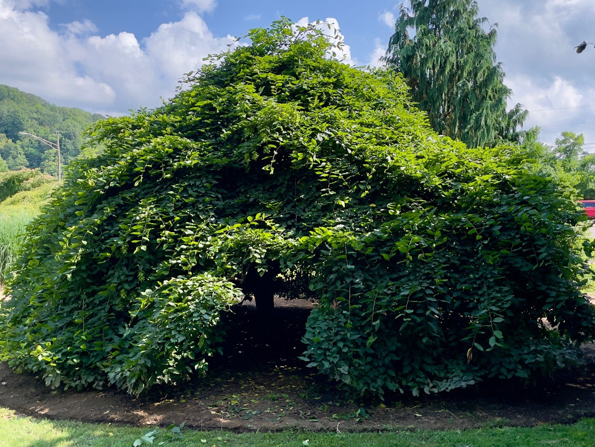 Weeping hornbeam tree