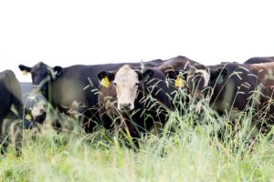 Beef cattle in a field