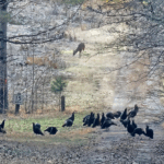 turkey and a deer in a forest
