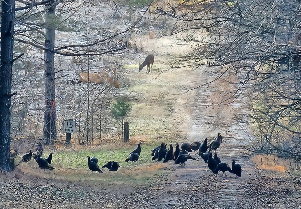 turkey and a deer in a forest