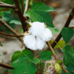 A closeup of a white cotton boll on a cotton plant