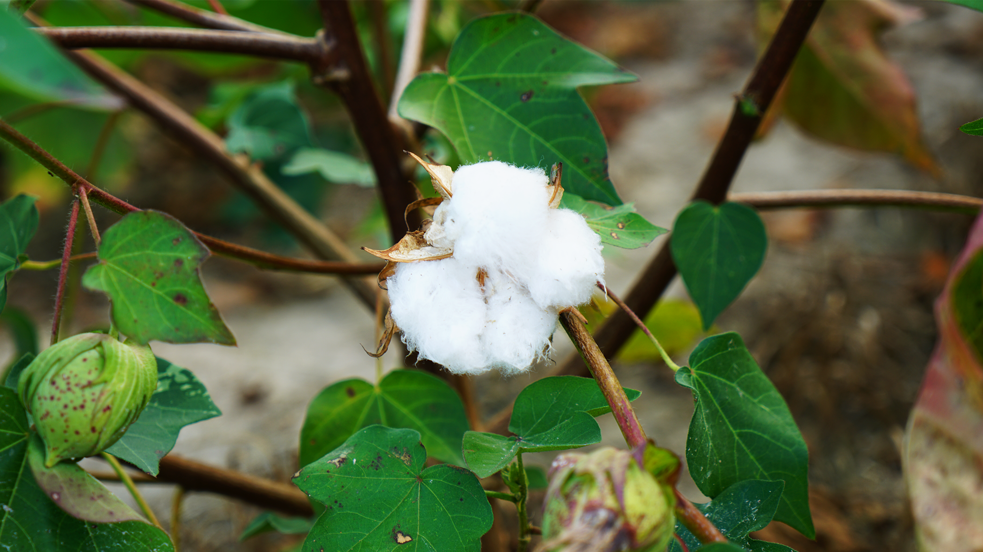A closeup of a white cotton boll on a cotton plant