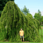 a man standing in front of 'Cascade Falls' plant at UT Gardens, Jackson