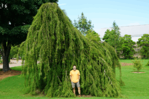 a man standing in front of 'Cascade Falls' plant at UT Gardens, Jackson