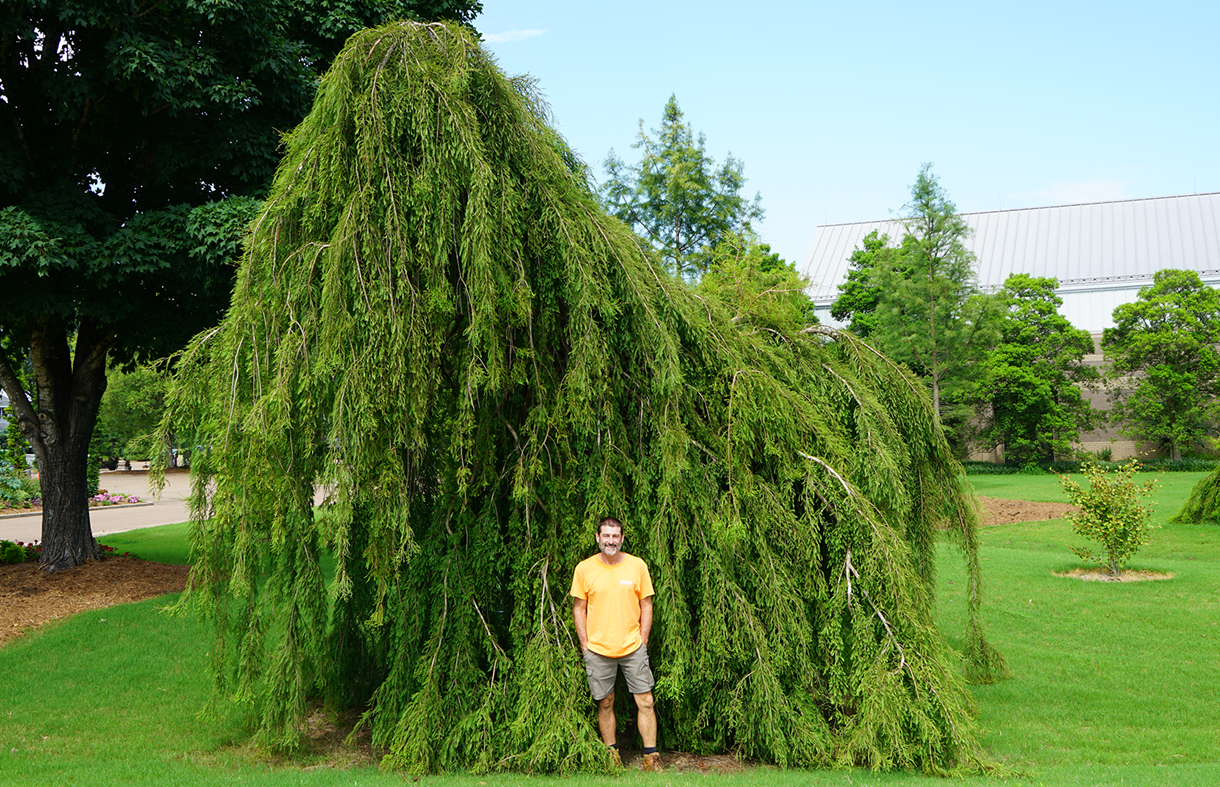 a man standing in front of 'Cascade Falls' plant at UT Gardens, Jackson