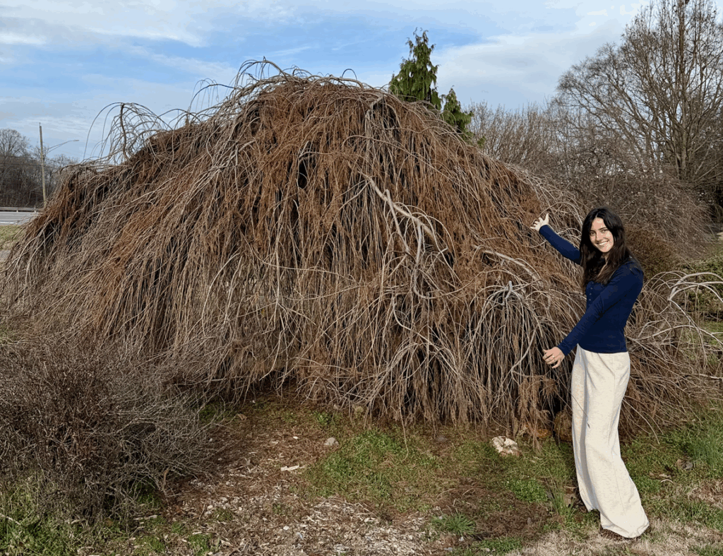 ‘Cascade Falls’ deciduous weeper at UT Gardens, Knoxville