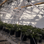 strawberry plants growing in a greenhouse