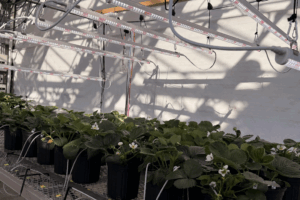 strawberry plants growing in a greenhouse