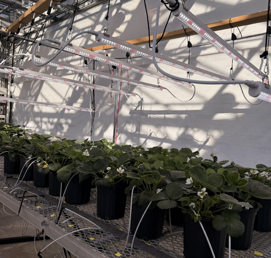 strawberry plants growing in a greenhouse