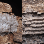 Spotted lanternfly egg masses on a tree