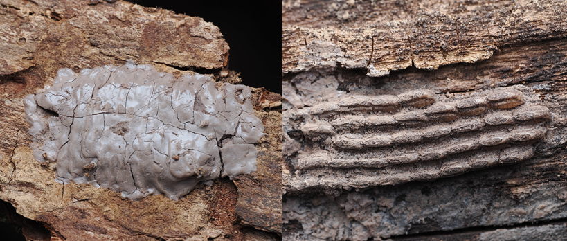Spotted lanternfly egg masses on a tree