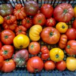 yellow and red heirloom tomatoes in a basket