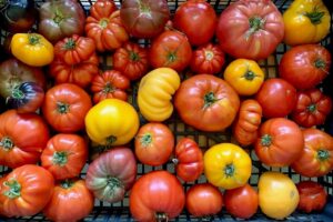 yellow and red heirloom tomatoes in a basket