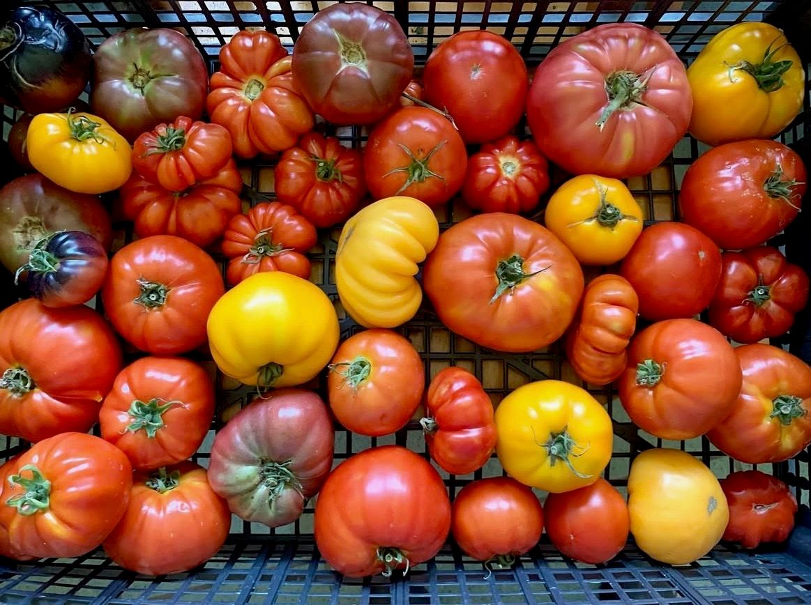 yellow and red heirloom tomatoes in a basket