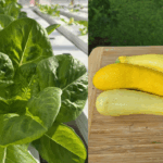 lettuce and yellow squash