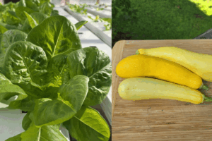 lettuce and yellow squash