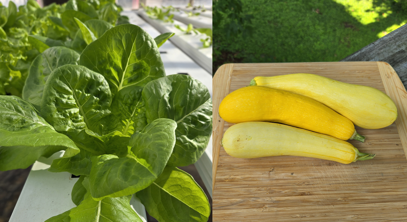 lettuce and yellow squash