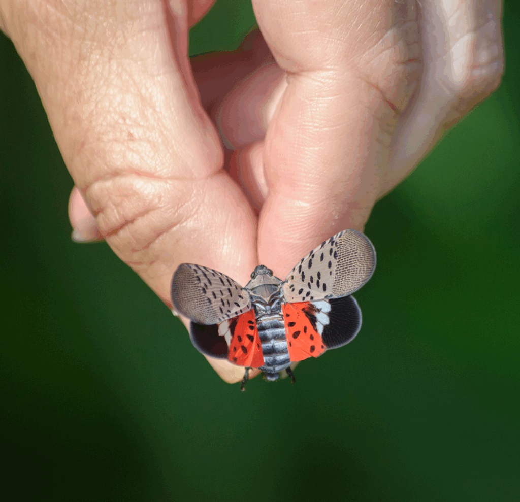 a hand holding a spotted lanternfly