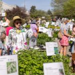 Visitors to the 2025 UT Gardens, Knoxville, Spring Plant Sale