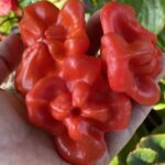 Miniature red pepper Capsicum baccatum, commonly called Mad Hatter or Bishops Hat