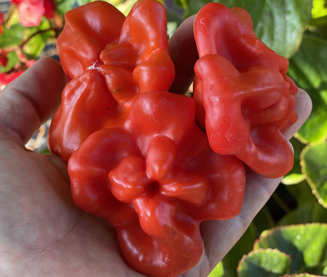 Miniature red pepper Capsicum baccatum, commonly called Mad Hatter or Bishops Hat