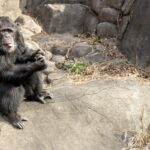 Mwelu, a 34 year old chimpanzee, now recovering at Zoo Knoxville.