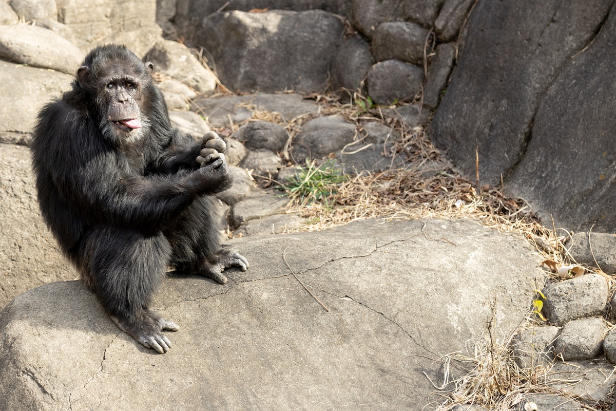 Mwelu, a 34 year old chimpanzee, now recovering at Zoo Knoxville.