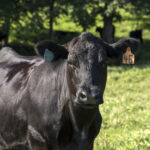 Angus cow at UT Plateau AgResearch Center