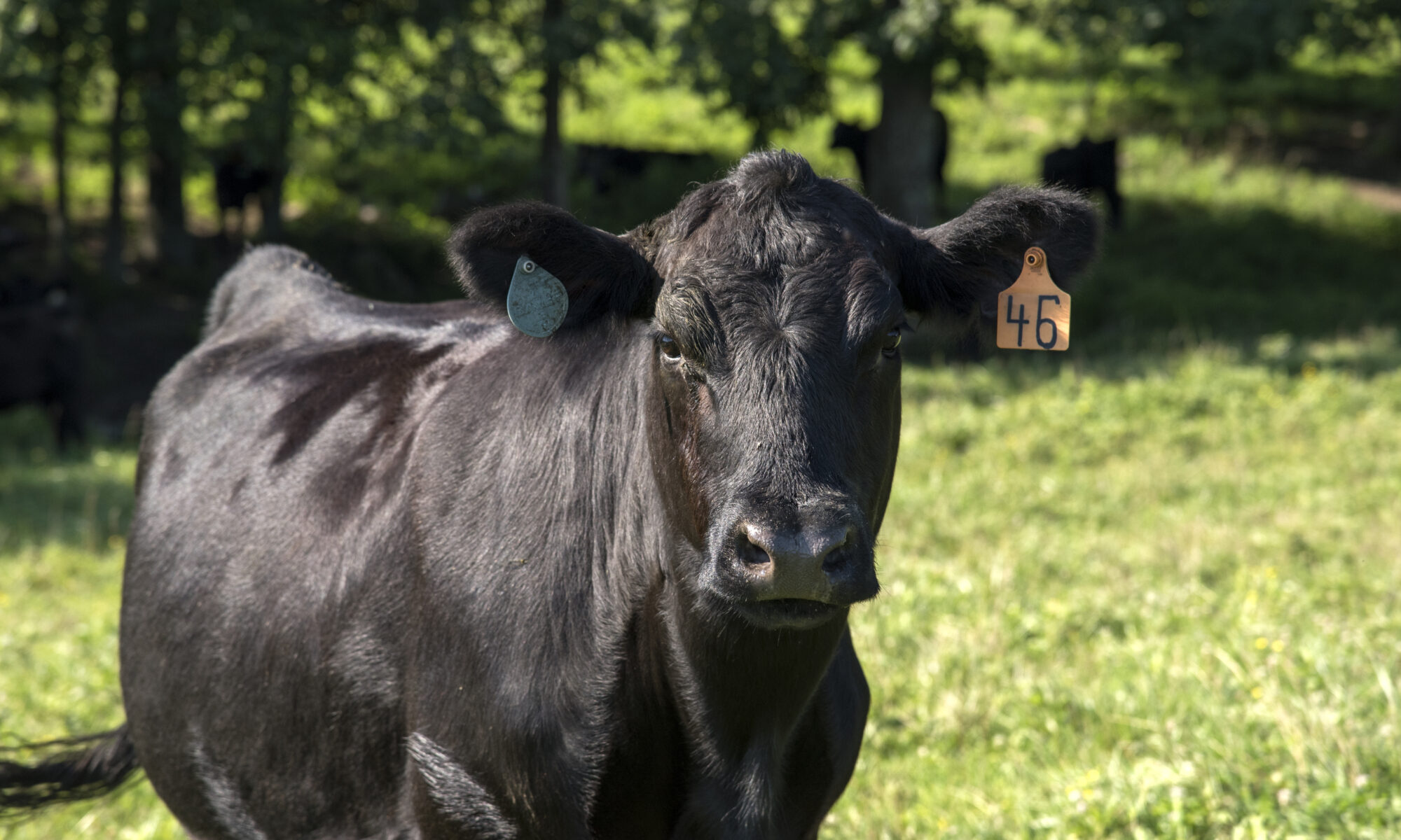 Angus cow at UT Plateau AgResearch Center