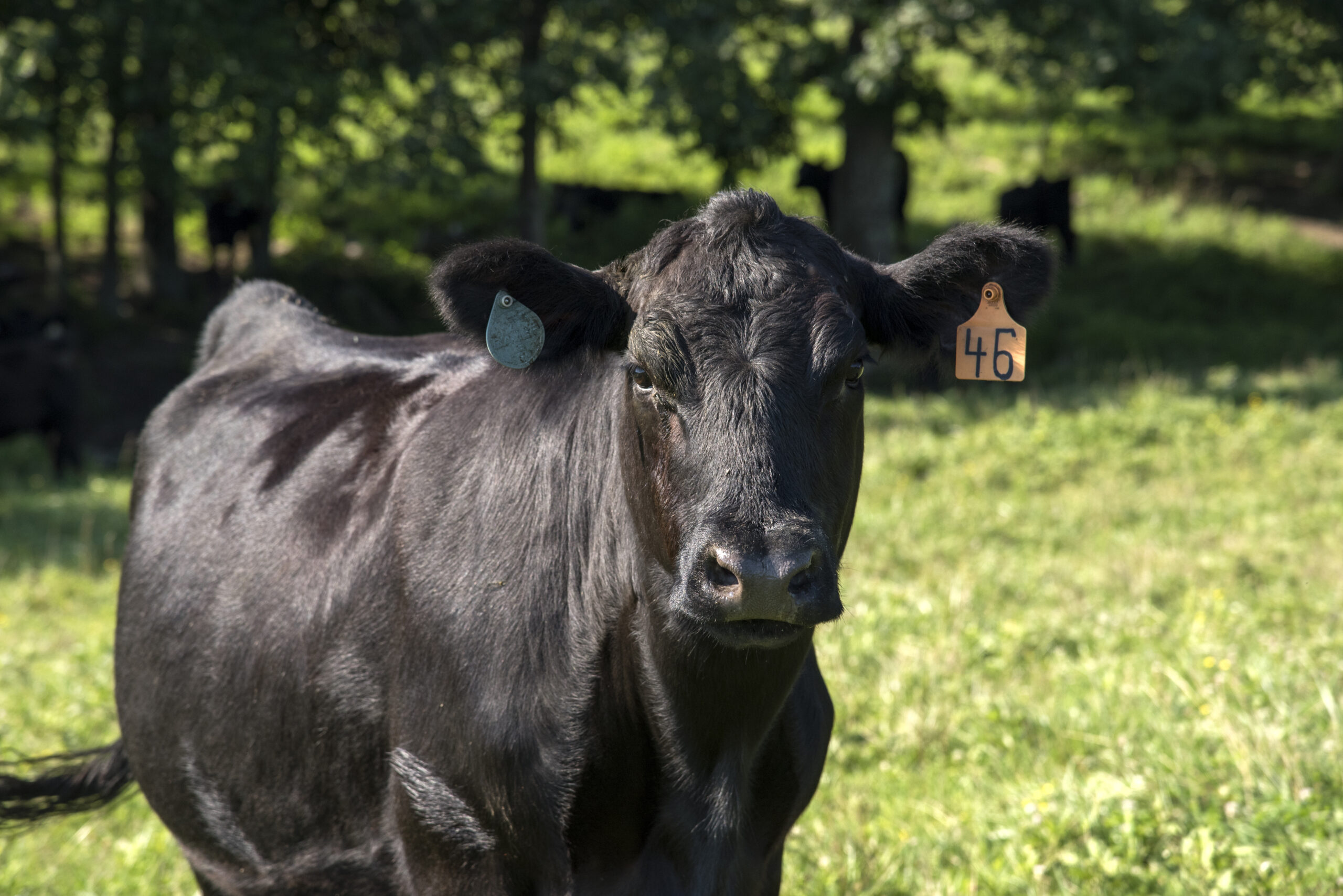 Angus cow at UT Plateau AgResearch Center