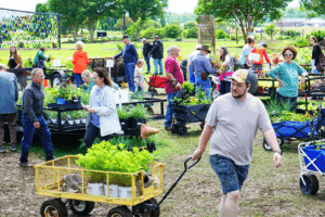 Shoppers pull wagons of plants at an outdoor plant sale