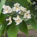 catalpa tree blooming at the West Tennessee AgResearch and Education Center in Jackson