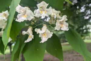 catalpa tree blooming at the West Tennessee AgResearch and Education Center in Jackson