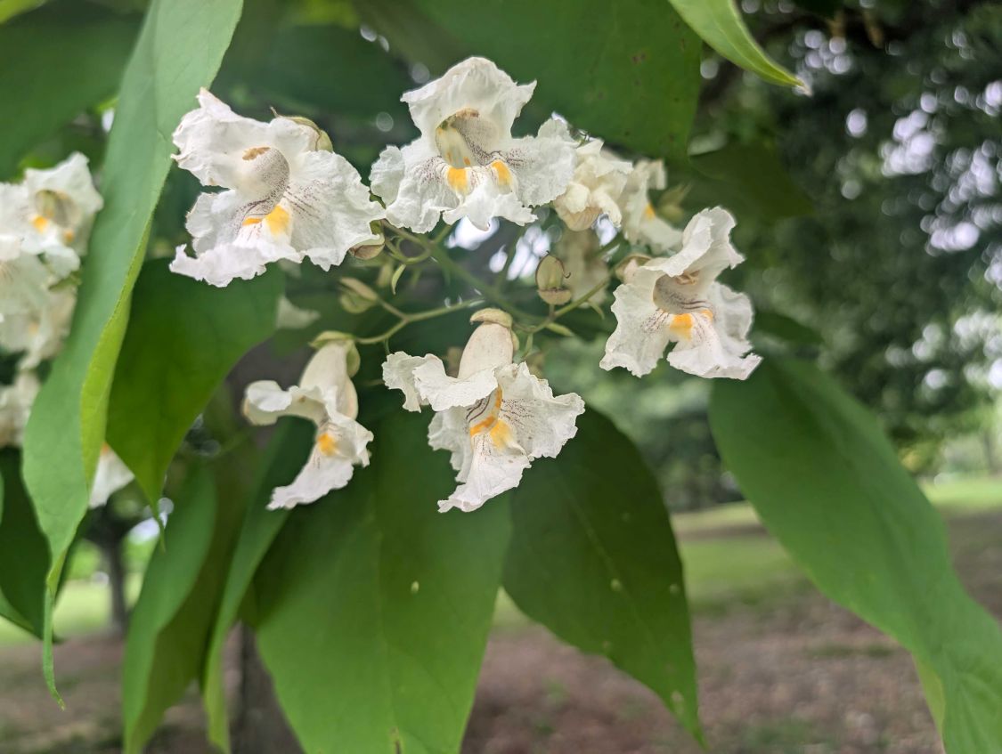 catalpa tree blooming at the West Tennessee AgResearch and Education Center in Jackson