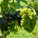 grapes at Sprout Spring Estates in Tennessee