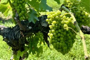 grapes at Sprout Spring Estates in Tennessee
