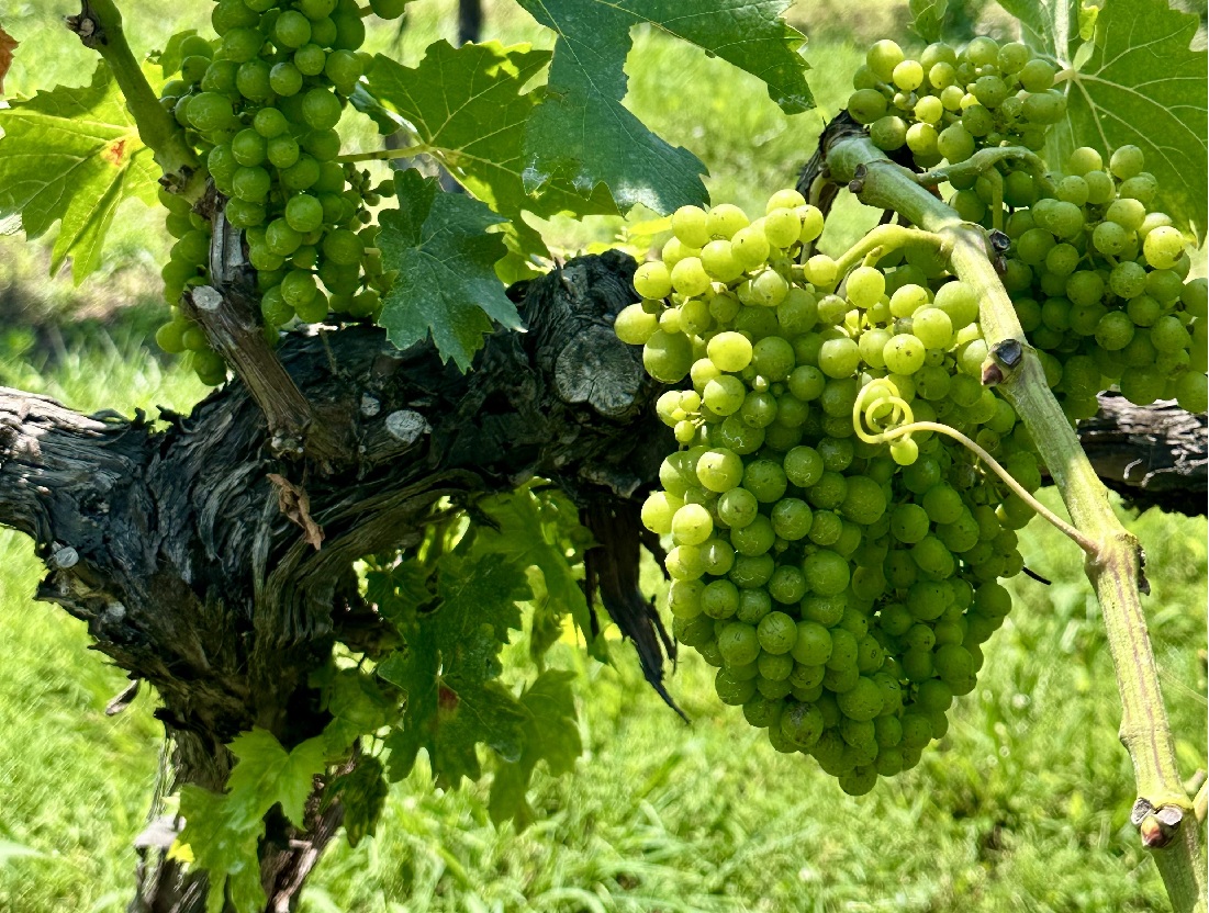 grapes at Sprout Spring Estates in Tennessee