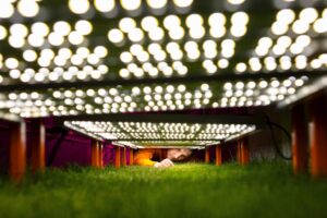 researcher examines turfgrass grown under LED lights