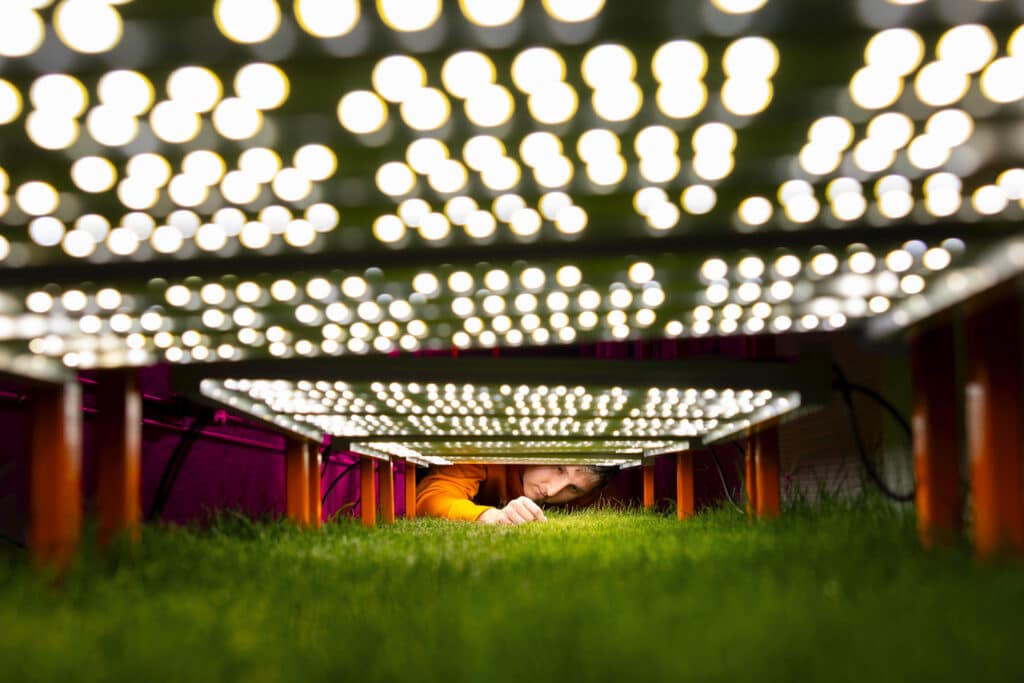 researcher examines turfgrass grown under LED lights
