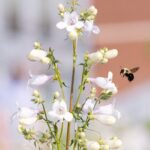 A bee hovers next to white flowers.