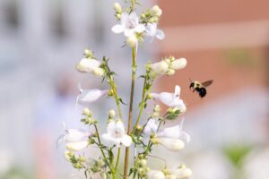 A bee hovers next to white flowers.
