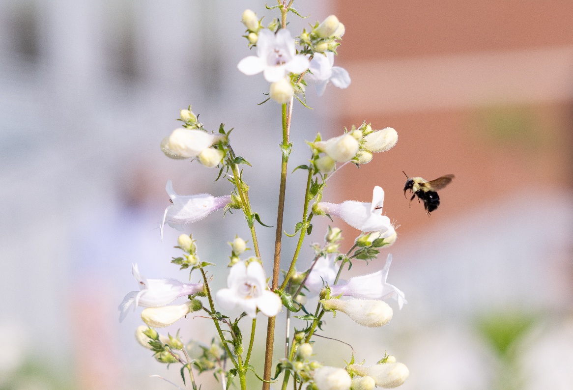 A bee hovers next to white flowers.