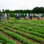 A line of attendees walk by fields of research plots during the Weed Tour Field Day