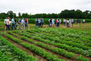 A line of attendees walk by fields of research plots during the Weed Tour Field Day